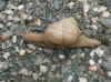 austria_2.jpg (238488 Byte)