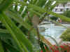 teneriffa 3.jpg (351728 Byte)