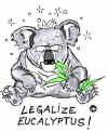 eucalyptus.jpg (116624 Byte)